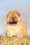 CHOW CHOW 210